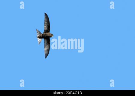 Comune Swift (Apus apu / Hirundo apu) in volo contro il cielo blu in primavera Foto Stock