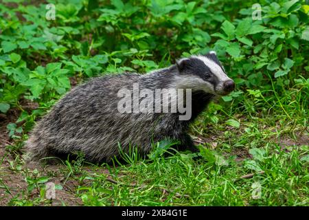 Tasso europeo (Meles meles) cucciolo di quattro mesi che si forgia nel sottobosco della foresta in primavera Foto Stock