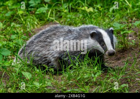 Tasso europeo (Meles meles) cucciolo di quattro mesi che forgia nel prato ai margini della foresta in primavera Foto Stock