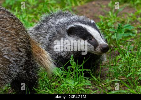 Tasso europeo (Meles meles), primo piano di cuccioli di quattro mesi che seguono la madre nel prato in primavera Foto Stock