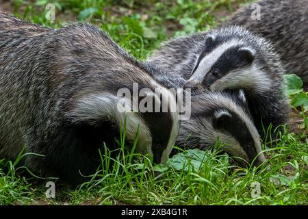 Tasso europeo (Meles meles), primo piano di tre cuccioli di quattro mesi che si forgiano con la madre nel prato in primavera Foto Stock