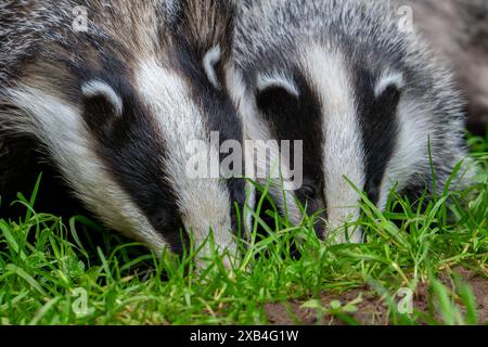 Tasso europeo (Meles meles), primo piano di cuccioli di quattro mesi alla ricerca di lombrichi e insetti con la madre nel prato in primavera Foto Stock