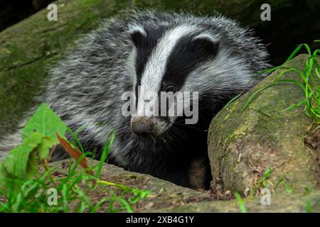 Tasso europeo (Meles meles) cucciolo di quattro mesi che emerge da tasso impostato sotto il tronco di alberi caduto nella foresta in primavera Foto Stock