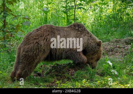 Orso bruno che ricopre la preda con foglie, terreno, erba e detriti forestali in un boschetto di legno per poi tornare nella cache per nutrirsi della carcassa in decomposizione Foto Stock