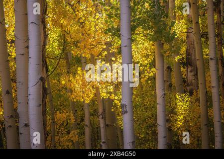 Foresta di aspen autunnale luccicante a Deb's Meadow vicino a Ridgway, Colorado Foto Stock