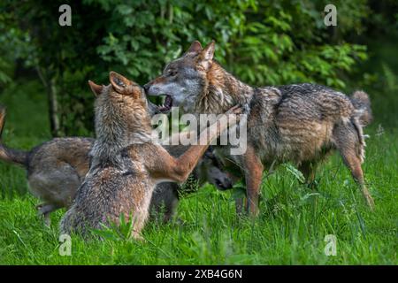 Due lupi eurasiatici (Canis lupus lupus) in un branco di lupi grigi giocano a combattere nella foresta Foto Stock