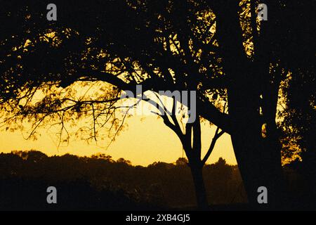 Una accattivante silhouette di alberi che si affaccia su un tramonto vibrante, che mostra gli intricati motivi di rami e foglie. Foto Stock