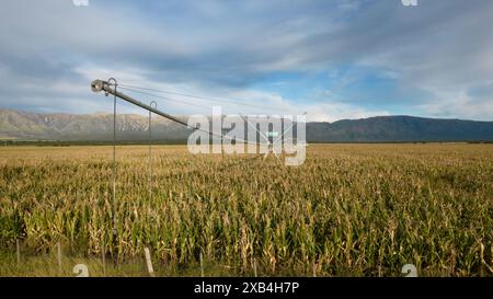 Ruotare il sistema di irrigazione nei campi di granturco maturi. Foto Stock