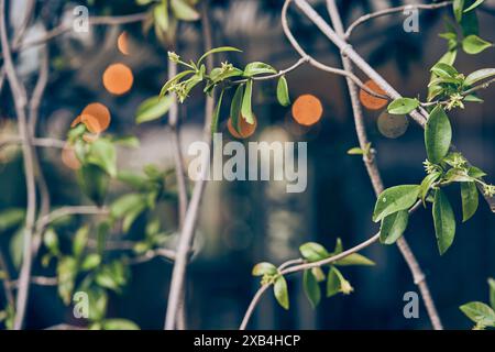 Il Trachelospermum jasminoides è una pianta boscosa e rampicante con un ricco motivo di foglie verdi sulla facciata di vetro dell'edificio. Con spazio per copiare. Foto di alta qualità Foto Stock