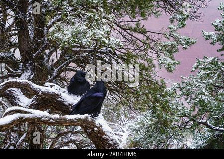 Coppia di Raven che si rilassa all'Hermit's Rest nel Grand Canyon National Park, Arizona Foto Stock