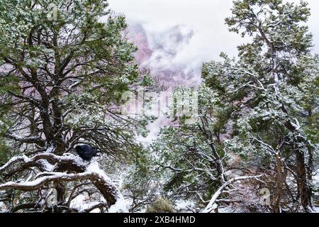 Raven si rilassa all'Hermit's Rest nel Grand Canyon National Park, Arizona Foto Stock