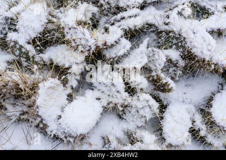 Cactus di fichi d'India innevati lungo il margine meridionale del Parco Nazionale del Grand Canyon in Arizona Foto Stock