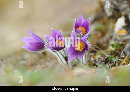 Pasqueflower (Pulsatilla vulgaris) in fiore su un prato, alto Palatinato Foto Stock