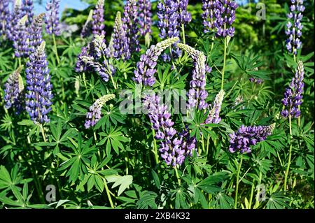 I lupini in fiore sul lato della strada in estate in Finlandia Foto Stock