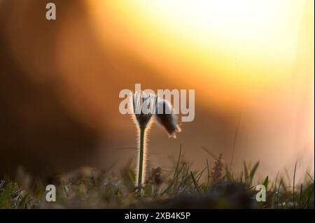 Pasqueflower (Pulsatilla vulgaris) che fiorisce su un prato al tramonto, alto Palatinato Foto Stock