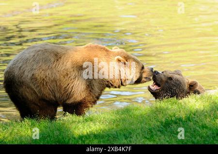 Due orsi bruni eurasiatici (Ursus arctos arctos) sulla riva di un lago, il Parco Nazionale della Foresta Bavarese Foto Stock