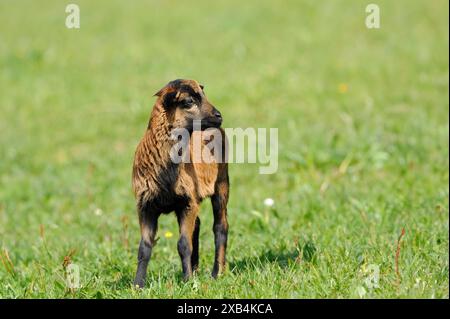 Pecora camerunese, pecora domestica (Ovis gmelini aries) agnello in un prato, Baviera Foto Stock