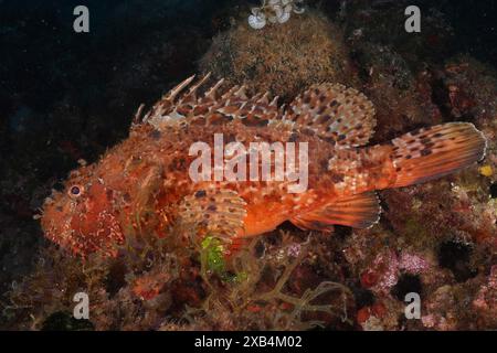 Pesce rosso macchiato, scorpione rosso (Scorpaena scrofa), scrofa di mare, che riposa tra le alghe. Sito di immersione nell'area marina protetta di Cap de Creus, Rosas, Costa Foto Stock