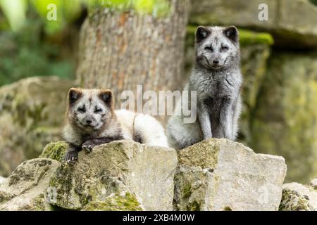 Due volpi artiche (Alopex lagopus) Foto Stock