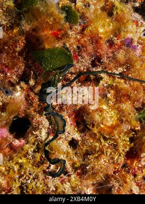 Verme verde (Bonellia viridis), sito di immersione riserva marina di Cap de Creus, Rosas, Costa Brava, Spagna, Mar Mediterraneo Foto Stock