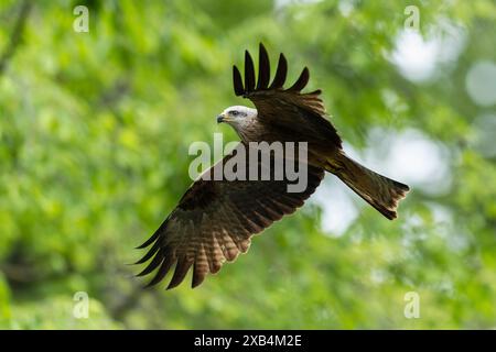 Un uccello preda con ali allungate vola nell'aria, su uno sfondo di fogliame e alberi, nibbio rosso (Milvus milvus) Foto Stock