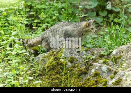 Un gatto selvatico si muove tra pietre coperte di muschio e piante verdi nella foresta, wildcat (Felis silvestris) Foto Stock