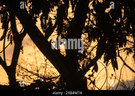Una accattivante silhouette di alberi che si affaccia su un tramonto vibrante, che mostra gli intricati motivi di rami e foglie. Foto Stock