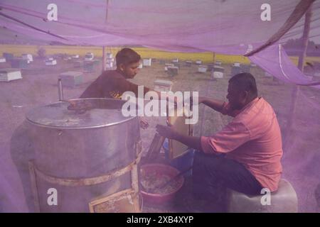 Agricoltori che lavorano in una fattoria di api mellifere in un campo di senape a Sirajdikhan a Munshiganj, Bangladesh. Foto Stock