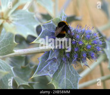 Un bumble bee - bombus terrestris si nutre di un fiore agrifoglio - Eryngium maritimum, noto anche come Sea eryngo, o Sea eryngium. Costa di Caparica, Lisbona, Foto Stock