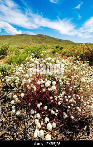 Fiori selvatici con cuscinetto di ciottoli bianchi; Chaenactis carphoclinia; Emigrant Pass; Death Valley National Park; California; USA Foto Stock