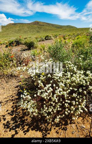 Fiori selvatici con cuscinetto di ciottoli bianchi; Chaenactis carphoclinia; Emigrant Pass; Death Valley National Park; California; USA Foto Stock