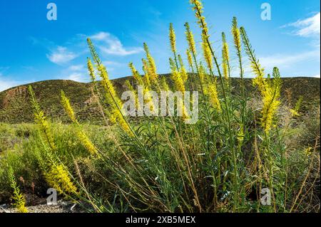 Fiori selvatici di prugne del Principe giallo; Stanleya pinnata; Emigrant Pass; Death Valley National Park; California; Stati Uniti Foto Stock