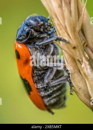 Shot macro di scarabeo della sacca di formiche seduto su un becco d'erba Foto Stock