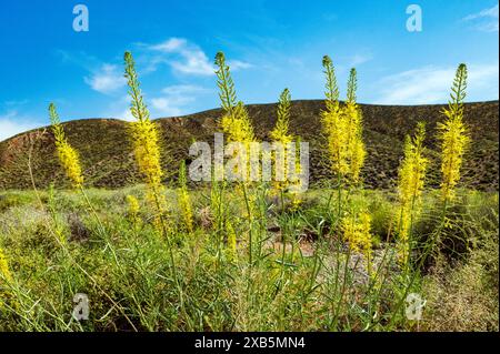 Fiori selvatici di prugne del Principe giallo; Stanleya pinnata; Emigrant Pass; Death Valley National Park; California; Stati Uniti Foto Stock