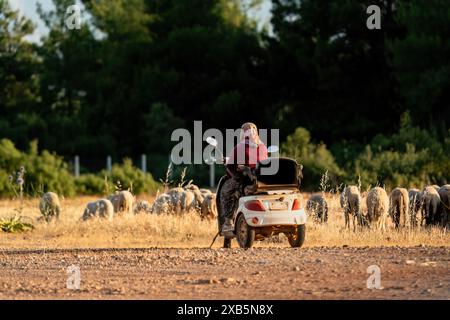 Donna pastorella mobilitata. Pastore in moto e gregge di pecore Foto Stock