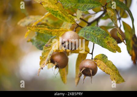 Frutti maturi castani con foglie gialle crescono sull'albero in un giardino di cottage autunnale. (Mespilus germanica) Copia spazio. Foto Stock