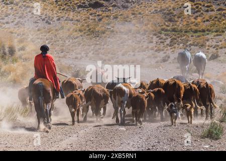 Gaucho e mandria di mucche, Patagonia, Argentina Foto Stock