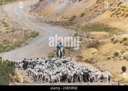 Gauchos allevamento di animali (capre, mucche e cavalli) nella catena montuosa delle Ande. Argentina Foto Stock