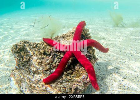 Stella marina viola mediterranea - Ophidiaster ophidianus Foto Stock