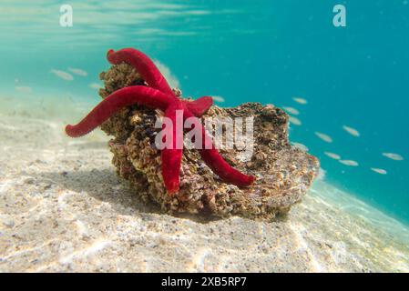 Stella marina viola mediterranea - Ophidiaster ophidianus Foto Stock