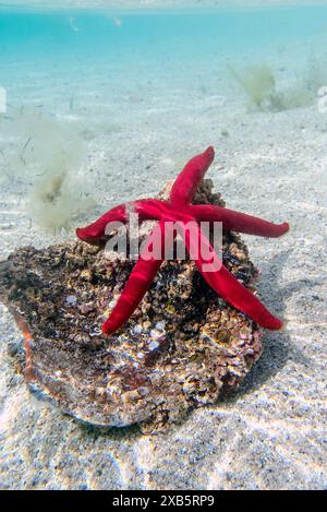 Stella marina viola mediterranea - Ophidiaster ophidianus Foto Stock