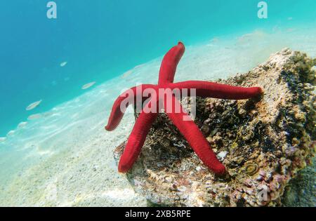 Stella marina viola mediterranea - Ophidiaster ophidianus Foto Stock