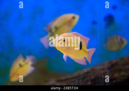 Il pesce ciclide color smeraldo - (Hypselecara temporalis) Foto Stock