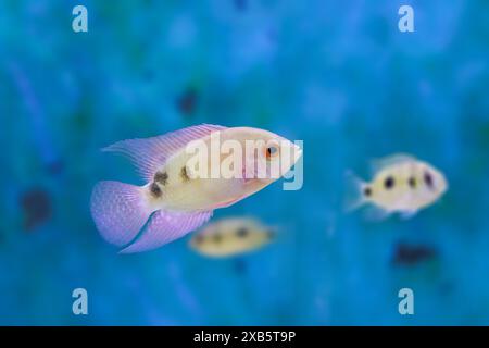 Il pesce ciclide color smeraldo - (Hypselecara temporalis) Foto Stock