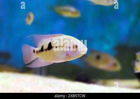 Il pesce ciclide color smeraldo - (Hypselecara temporalis) Foto Stock