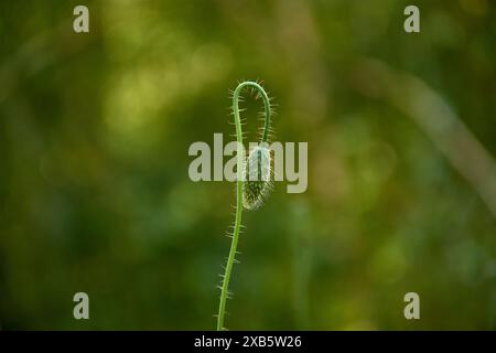 Un papavero sigillato dopo la pioggia. Appena sotto c'è un altro gemma. Sfondo verde. Natura. Giardino fiorito. Foto Stock