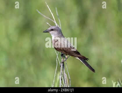 Un Kingbird occidentale fotografato in un profilo laterale a distanza ravvicinata in un habitat verde naturale. Foto Stock