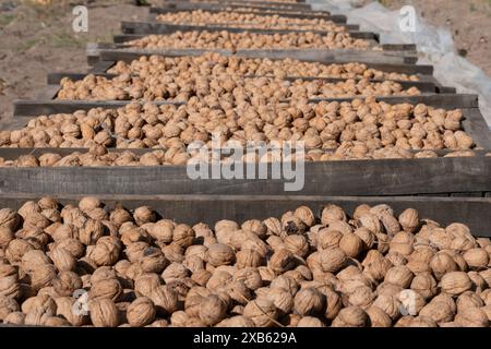 noci essiccate al sole Foto Stock
