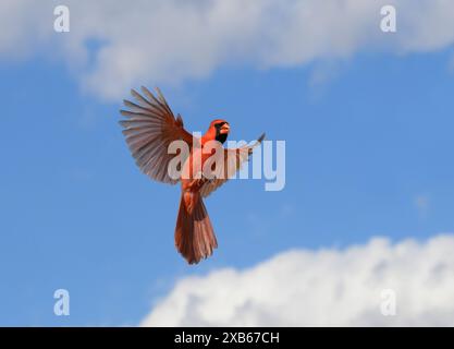 Cardinale del Nord maschio in volo, con ali sparse a metà volo, con un cielo parzialmente nuvoloso Foto Stock