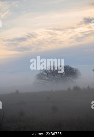 Albero solitario in mezzo a una fitta nebbia mattutina in primavera Foto Stock